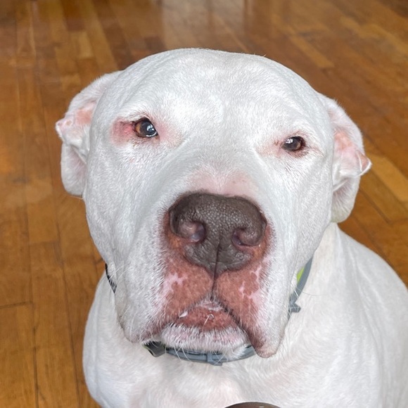 Meet your Posher, Kris - Picture 1 of 1